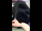 Italian Breed Pure Black Cutest Kitten For Sale