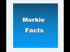 Morkie Facts - Facts About Morkies