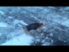 Little Yorkie dog freezes his nuts off in the snow