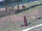 Mama bear wrestles tree to rescue cub