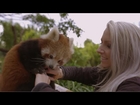 Red Panda Cub loses it over belly tickles