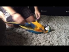 Roku the Macaw Plays Like a Puppy