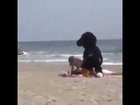 Fuck On The Beach Dog VS Girl Sex PRANK