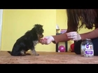 The smartest puppy - Roxy Yorkshire Terrier tricks