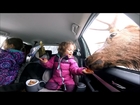 Massive Caribou Takes a Snack From Little Girl Through Car Window