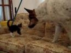 Little Kitten Challenges Big Dog!