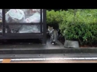 ◆台風１９号！真っ最中の野良猫とチビは？The stray cat and Tibi in a typhoon?