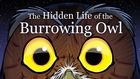 The Hidden Life of the Burrowing Owl