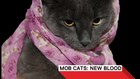 VH1 Presents: Mob Cats: New Blood