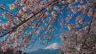 [4K Ultra HD] World Heritage Mt FUJI & Cherry Trees full bloom