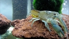Breeding Dwarf Crayfish - Egg Laying Day 1