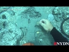 Diver finds $1 Million in coins off Florida coast
