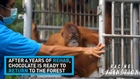 Orphaned orangutan gets a second chance after his home was destroyed by palm oil