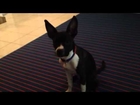 Video of adoptable pet named Piper Cub