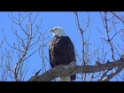 American Bald Eagle Photography Nature ! Midwest
