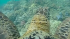 Turtle + Gopro + Great Barrier Reef