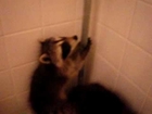 POLE DANCING RACCOON!