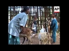 Goats given as presents from western nations empowering African women
