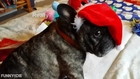 The Gifts of Christmas - Senior Dog Style