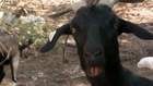 Grazing goats best new defense against wildfires