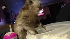 Monkey Agrees That Movies Are Always Better With Popcorn