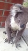 Burr-Covered Koala Enjoys Helpful Brush From Neighbour