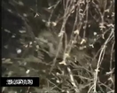 Soldier Shoots cat from a tree