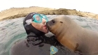Sea lion attacks divers with hugs and kisses