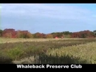 Pheasant Hunting in Nature Cover at Whaleback Preserve