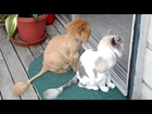 Your DAILY DOSE OF LAUGHTER - Super FUNNY ANIMAL compilation