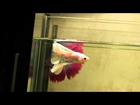 For Sale: Betta Australis Show Fish #547 Patterned Doubletail Halfmoon Male (newlisting)