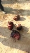 Shia sectarians mutilate ISIS corpses