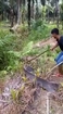 Catching King Cobra with bare hand and stick