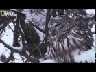 American Bald Eagle - Flying, Hunting [Wildlife Documentary]
