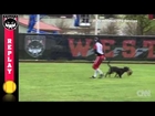 Dog steals softball gloves during game