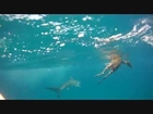 Un requin tigre mange une biche a l entree du port de Noumea - Shark's job!