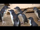 Bronx Zoo's Little Penguin Exhibit
