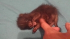 Cute Baby Raccoon Gets Tickled