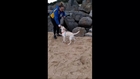 Labrador Puppy Runs Frightened From Seawater