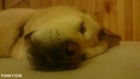 Dog barks in his sleep | Fun!