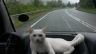 UK's Most Travelled Cat