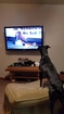 My dog watching the K9 on A&E's TV Show, Live PD