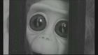 Monkey Love Experiments Trailer