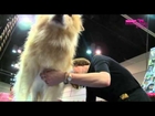 Dog rescue videos Eukanuba World Challenge Final   Part 1