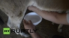 Serbia: This DONKEY'S CHEESE costs €1,000 per kilo!