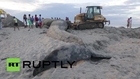 Nicaragua: Watch 60-foot blue whale get buried on Popoyo beach