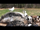 Goats play king of the mountain
