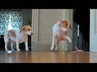 Dog Rescues Sister from Toy Snake Attack! Cute Dogs Maymo & Penny