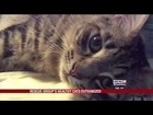 Animal Rescue Volunteer Has Healthy Cats Euthanized