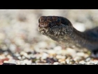 Iguana chased by snakes - Planet Earth II: Islands - BBC One